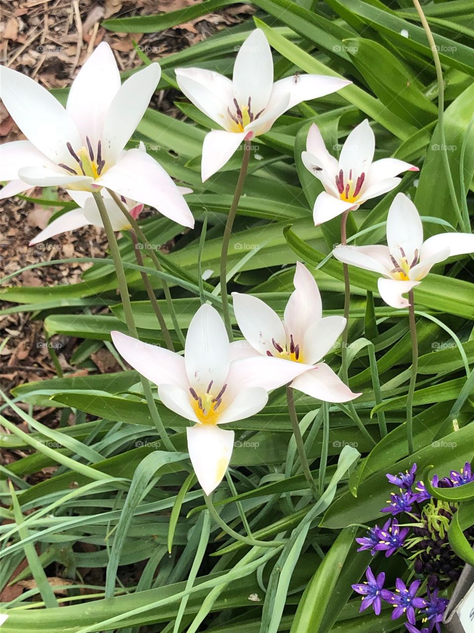 nursery flowers