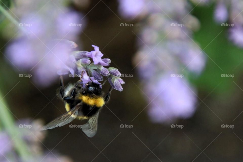 A bumble bee sits on purple lavender