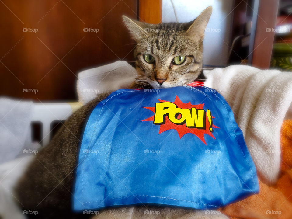 Super cat with his cape on