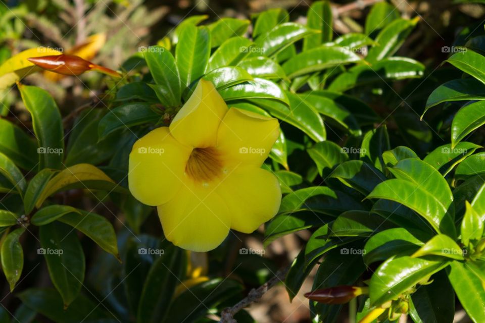 Shaded Yellow Bell