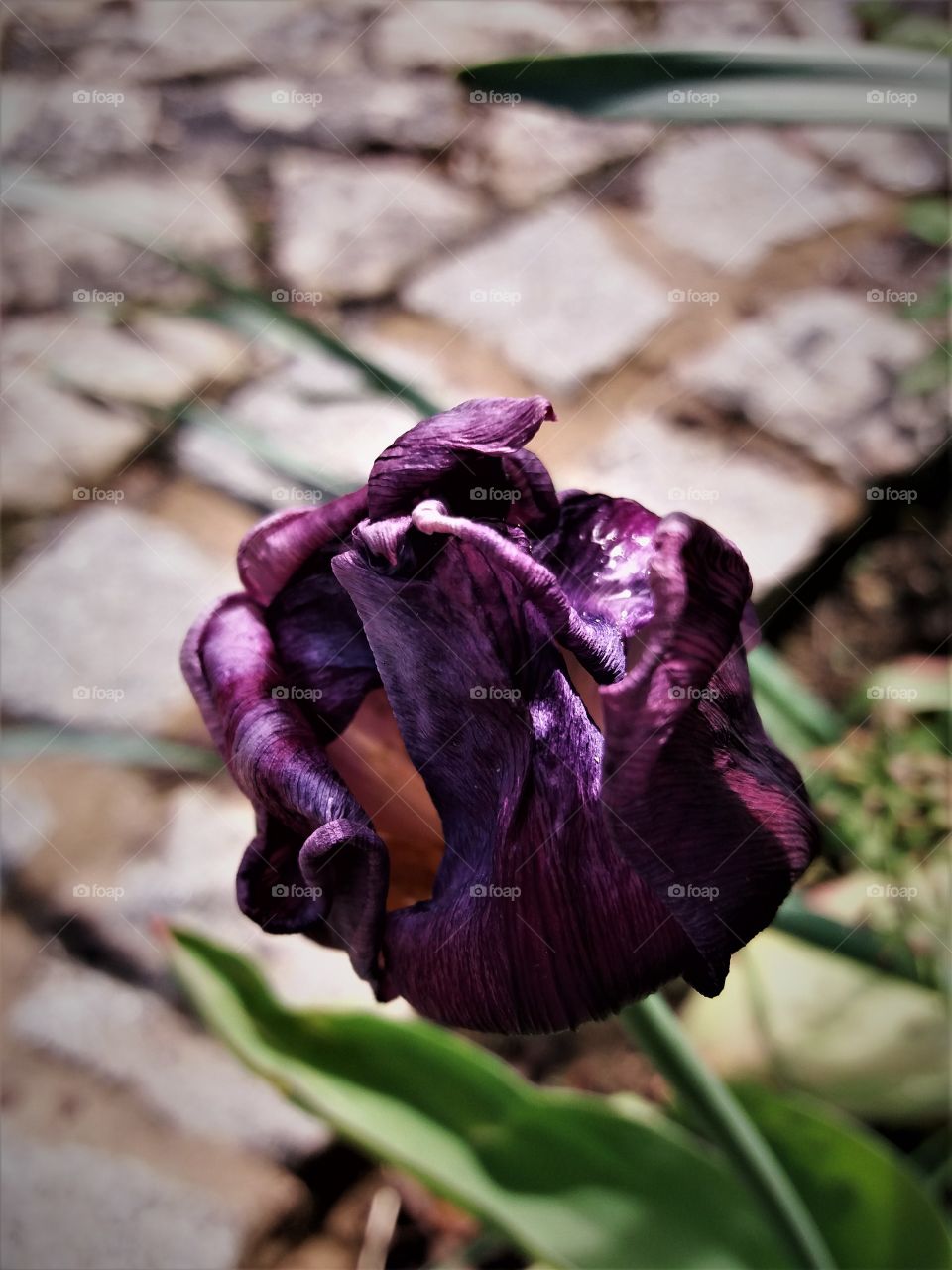 purple old tulip