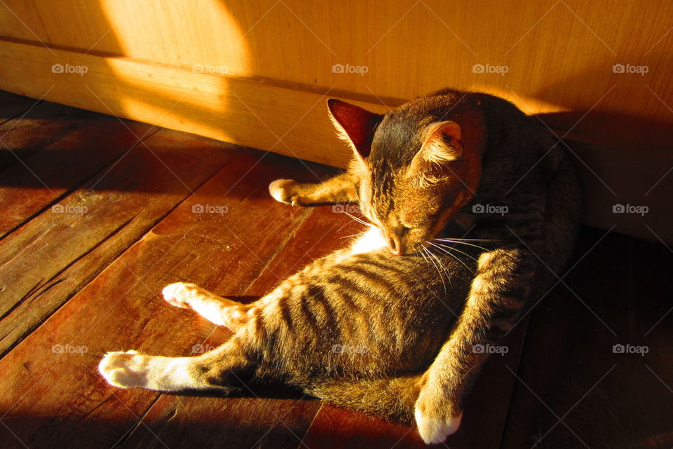 cat is bathing the sun