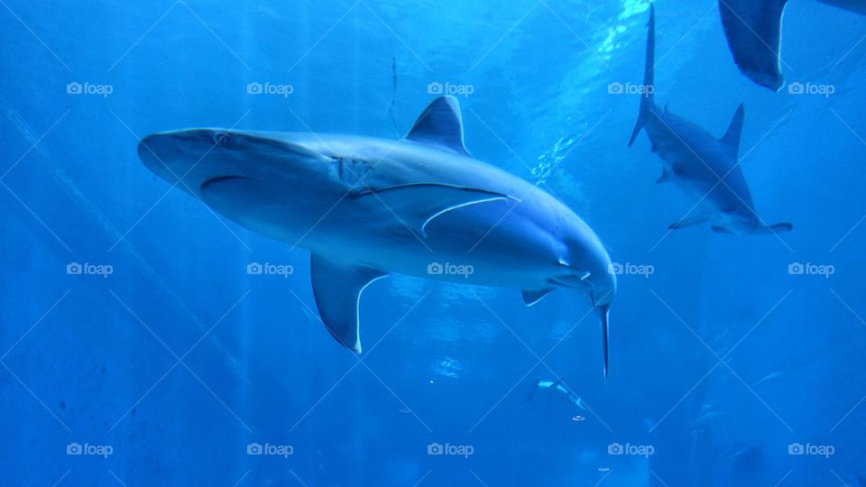 Underwater, Shark, Fish, No Person, Dolphin