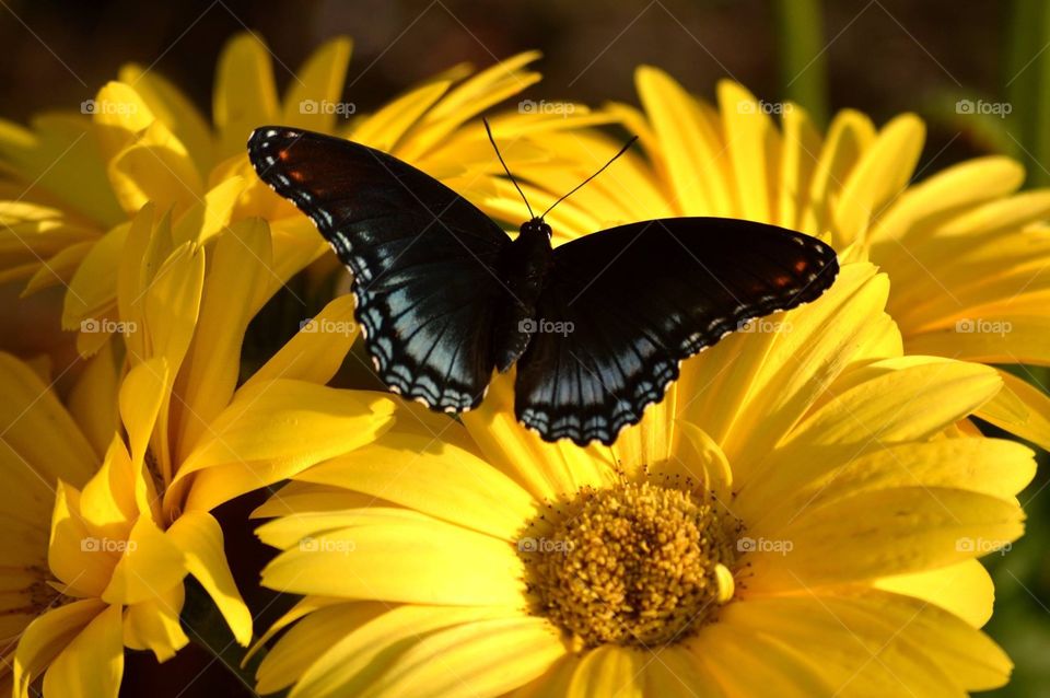 A Giant Swallowtail butterfly lands on a yellow Gerbera daisy. 