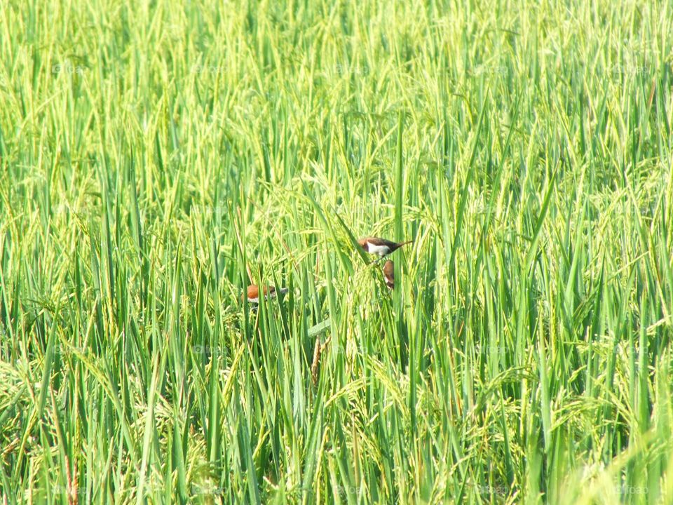 Rice plant And Birds