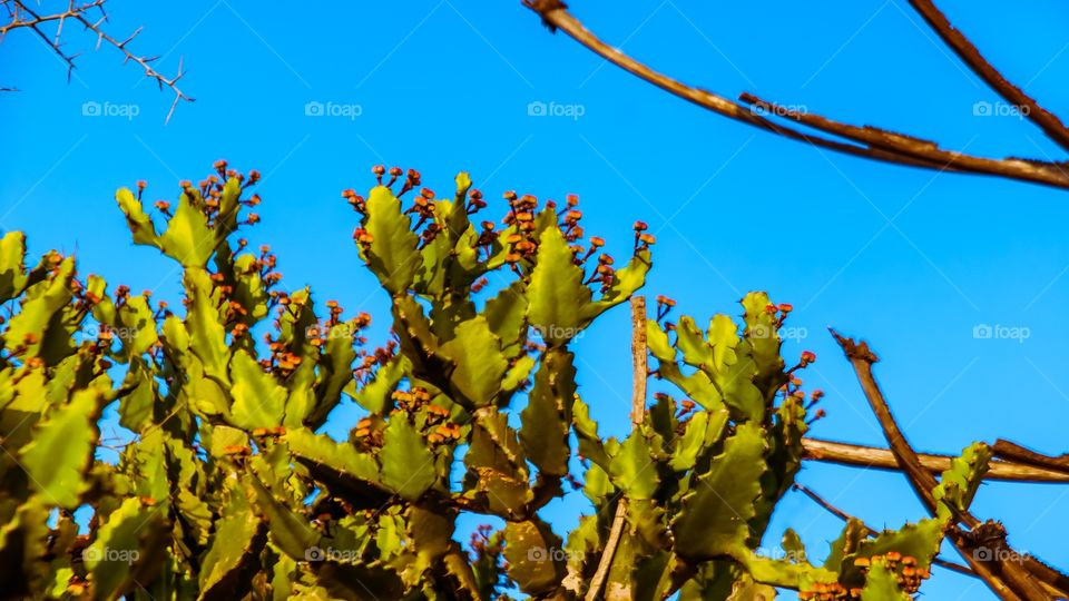 cactus plants 