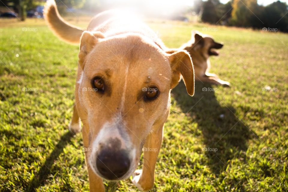 Dog days of summer 