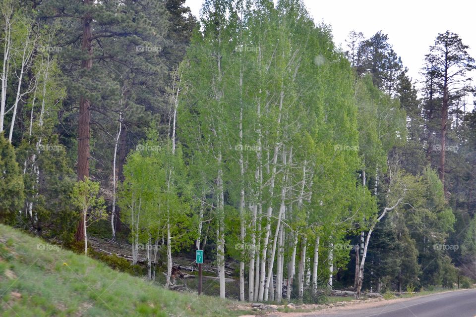 Green Birch Trees