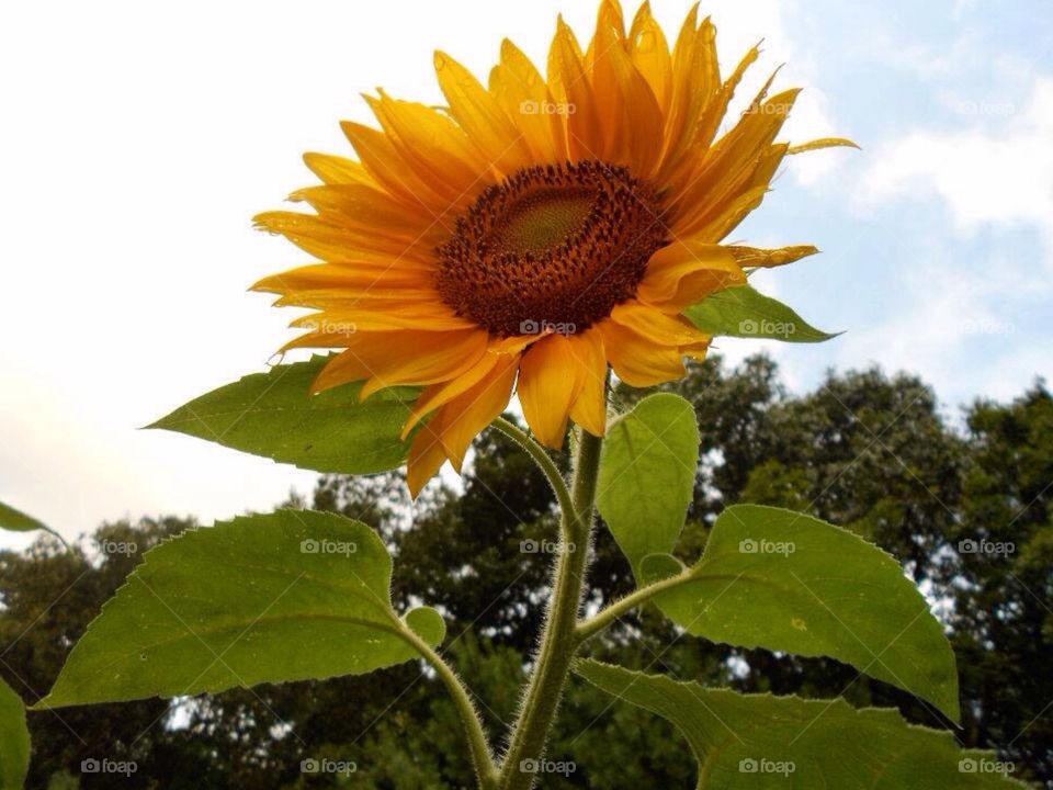 Sunflowers of buttonwood 