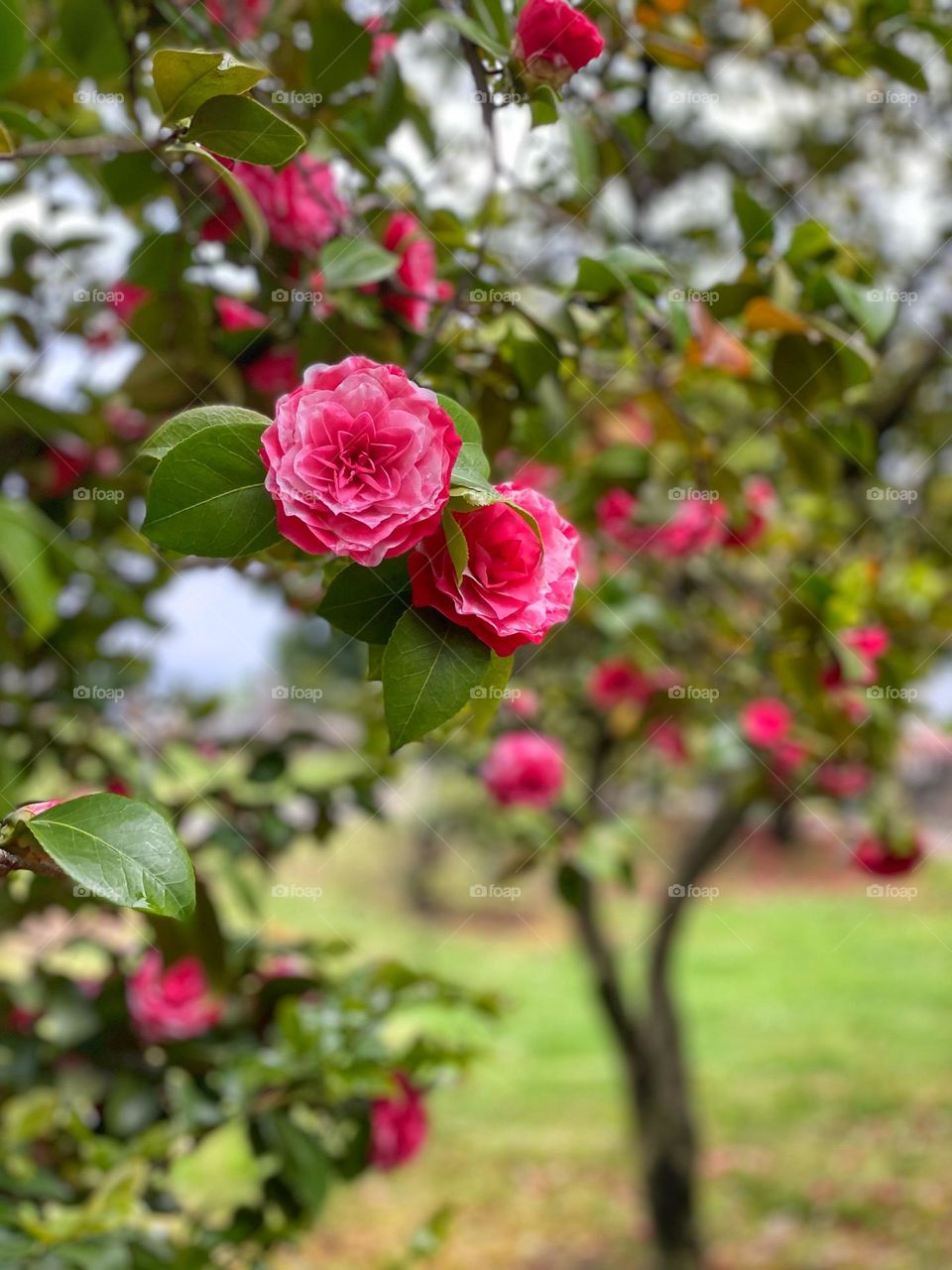 Pink Roses in the garden