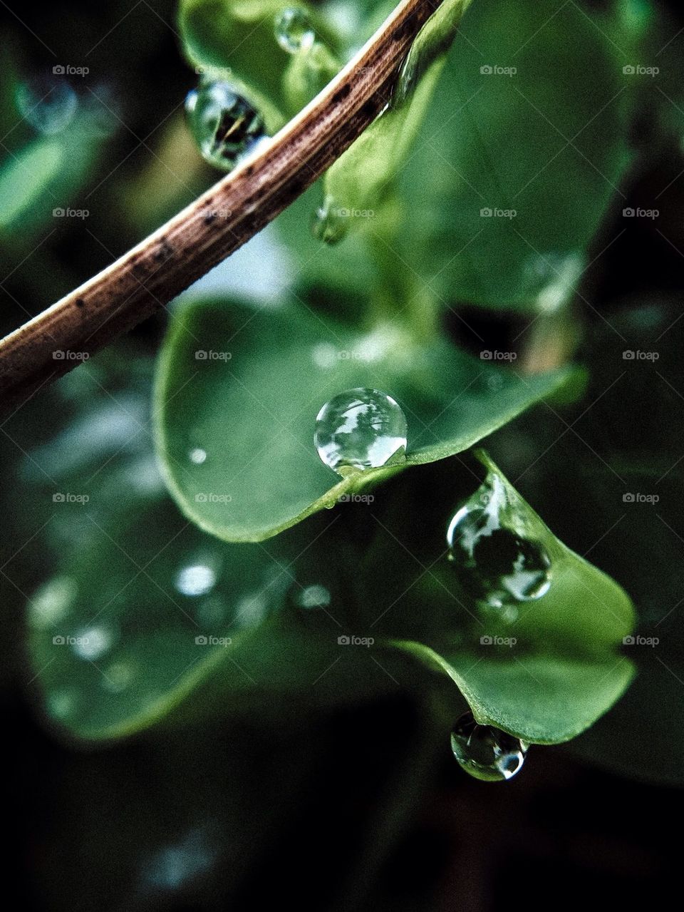 Dewdrops on a clover