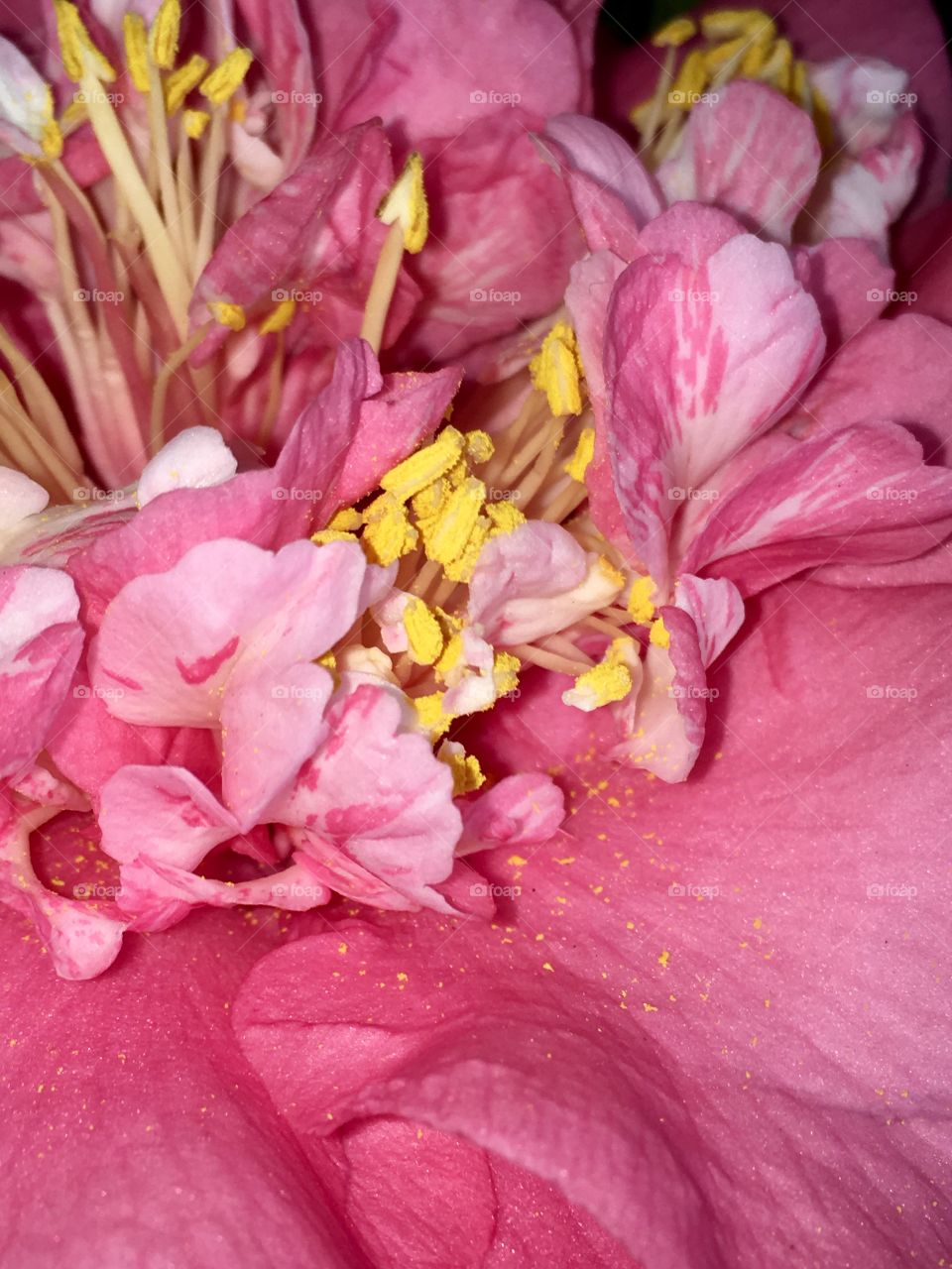 Pink camellia close up 
