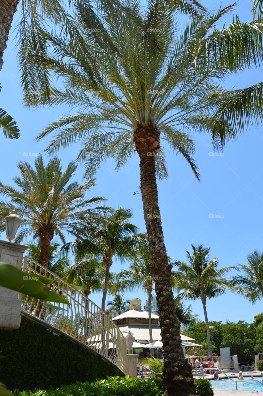Waldorf astoira hotel Naples Florida pool area