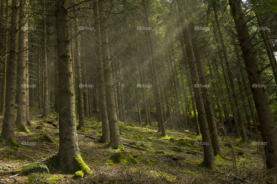 A landscape shot of rays of sun penetrating through the trees of a forest in the Belgium ardennes. A scenic shot of the woods populated with pine trees.