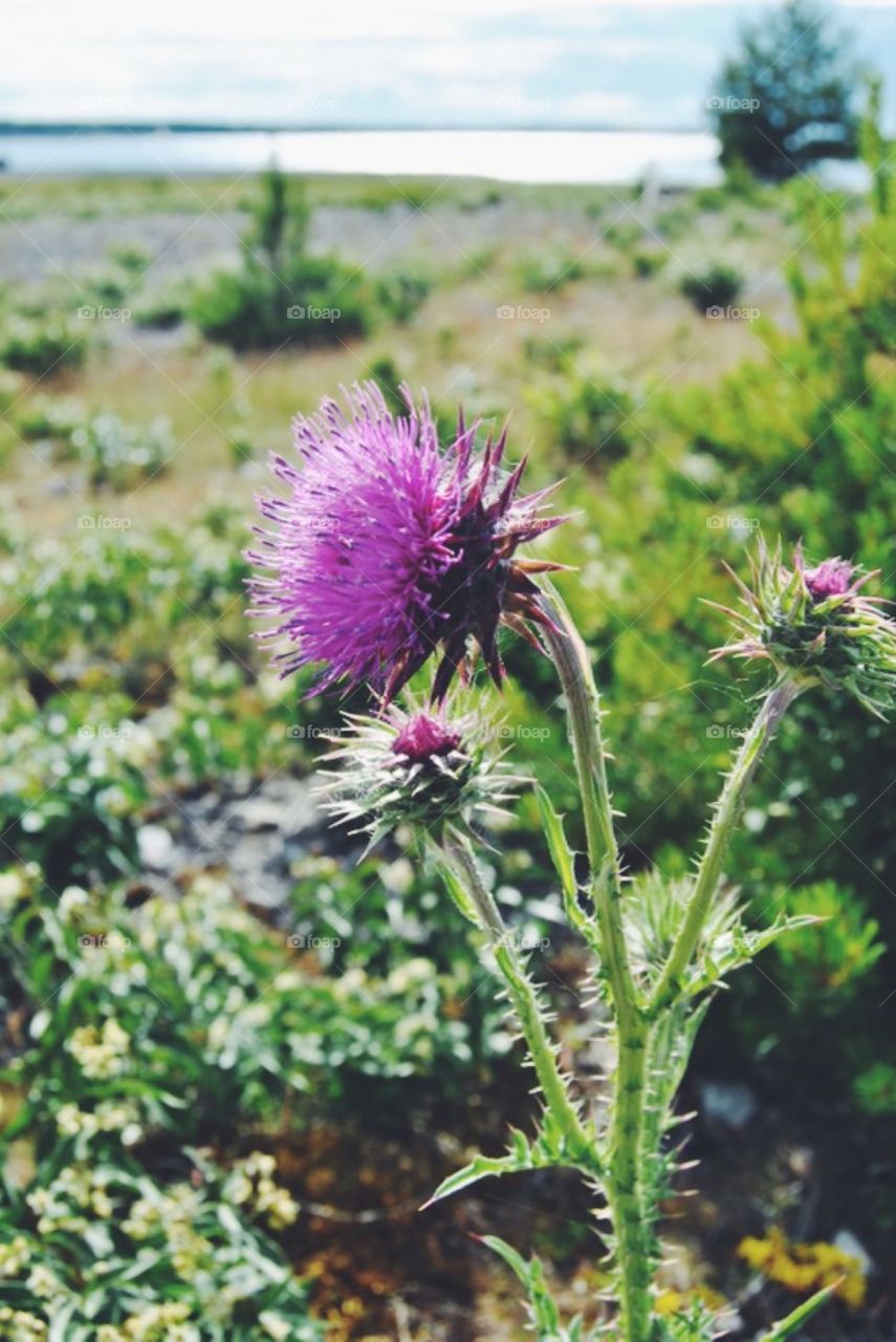 View of thistle flower