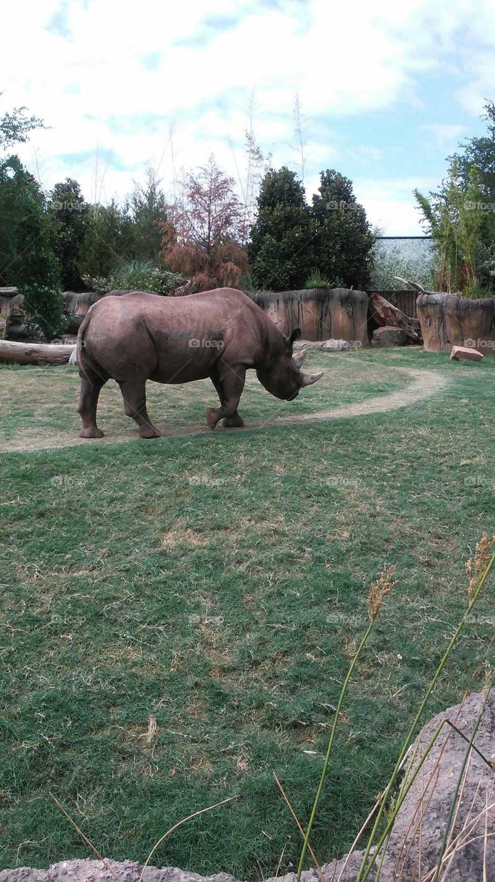 rhino in charge