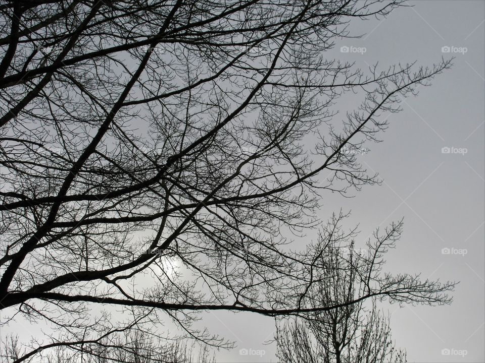 Winter, Tree, Branch, Snow, Wood