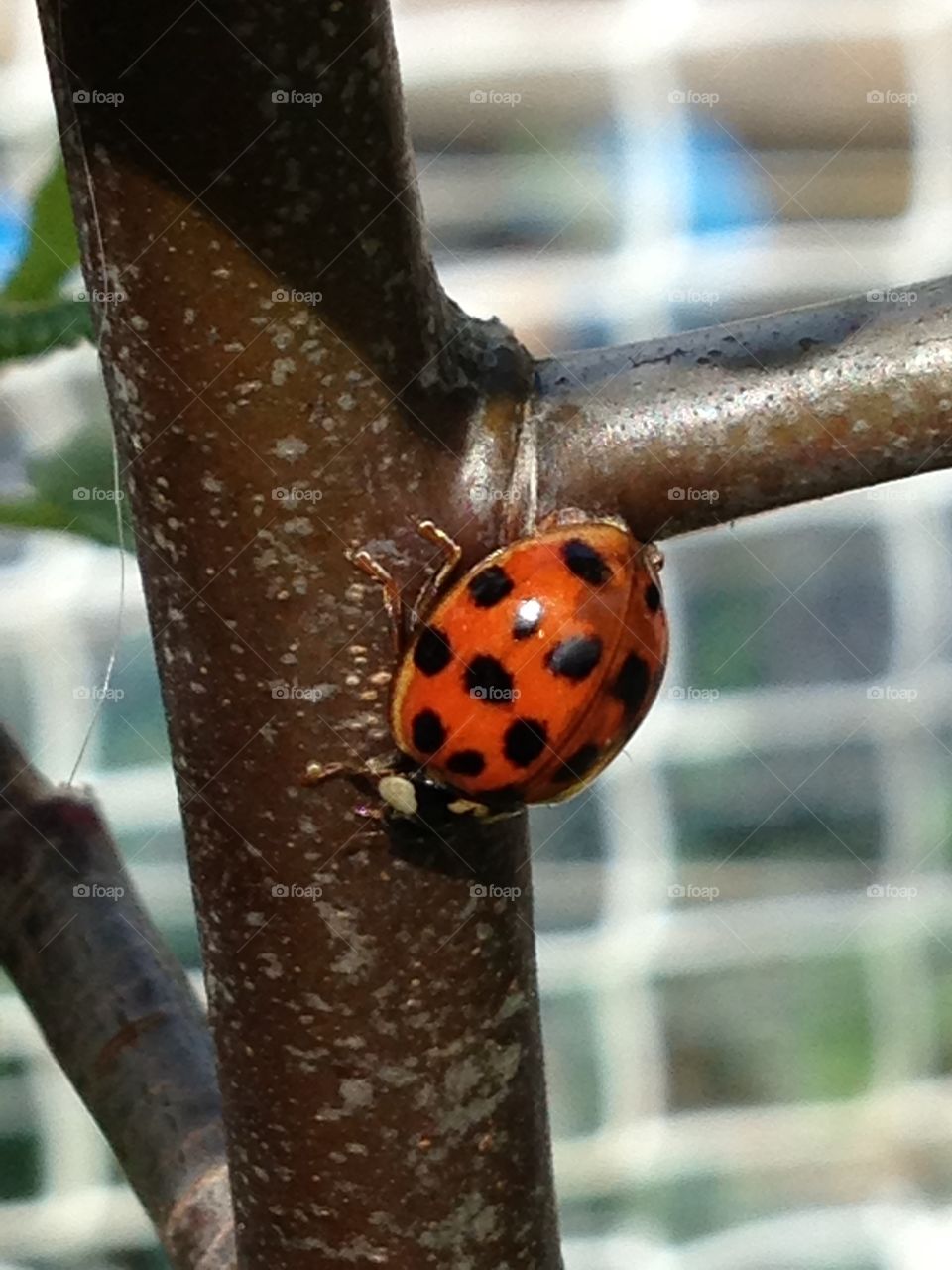 Ladybug