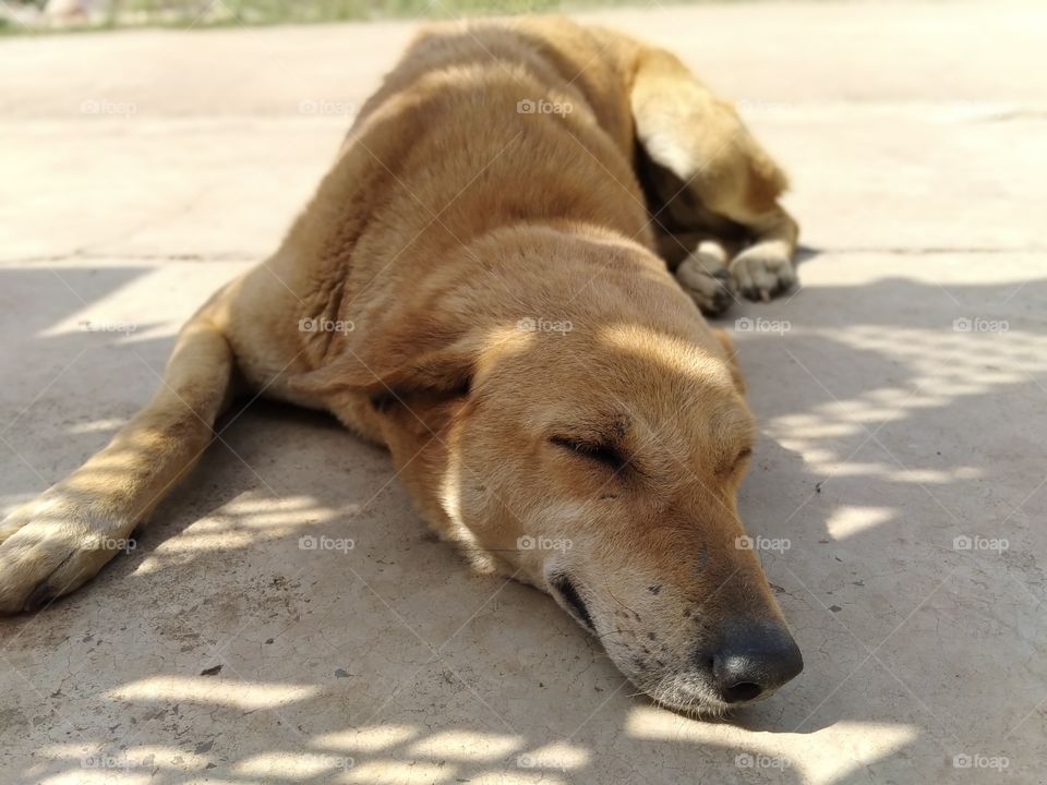 Cute Sleeping Dog