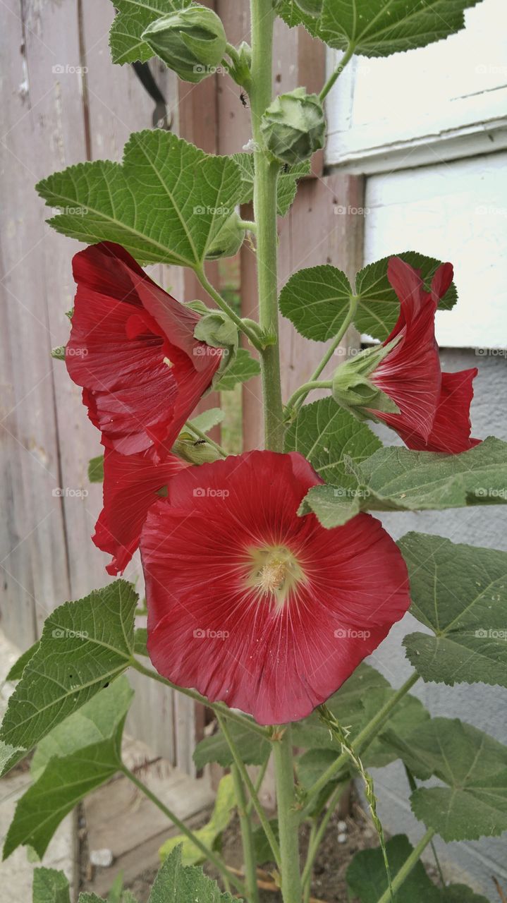 holly hock flower