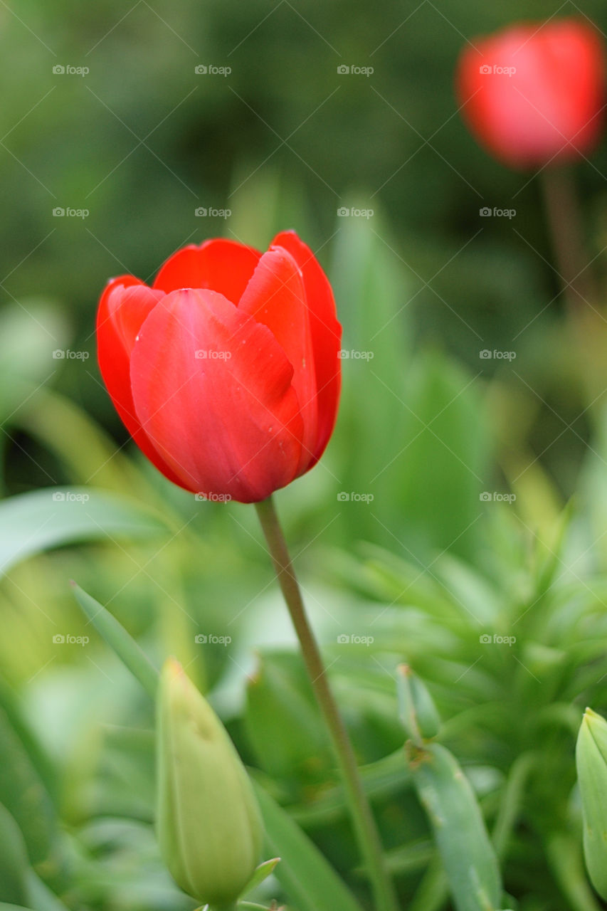 Close-up of a red tulip flower