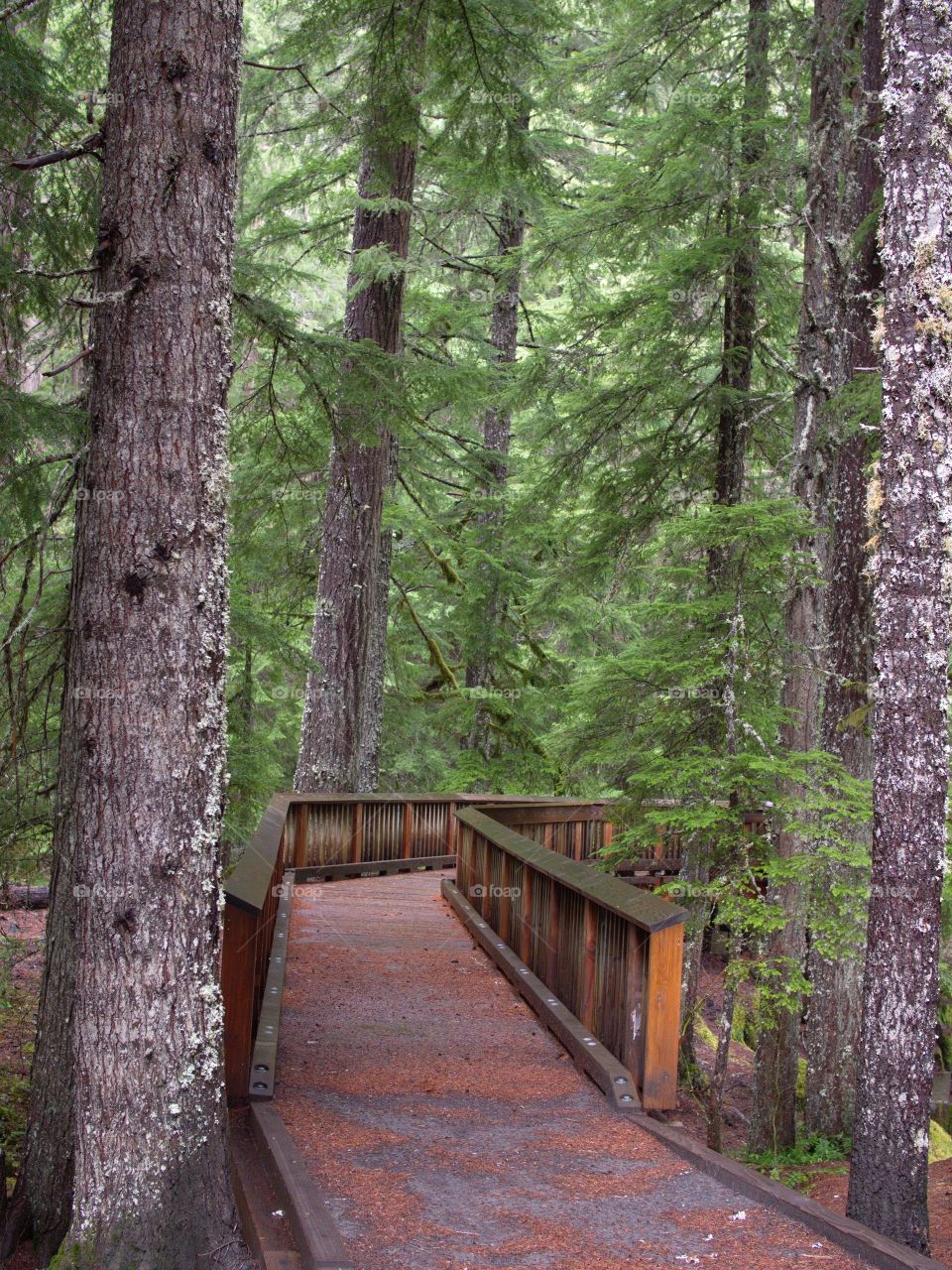 A wheelchair accessible wooden footbridge with sturdy rails leads through a beautiful forest to a viewpoint to look at Whitehorse Falls in Southern Oregon.