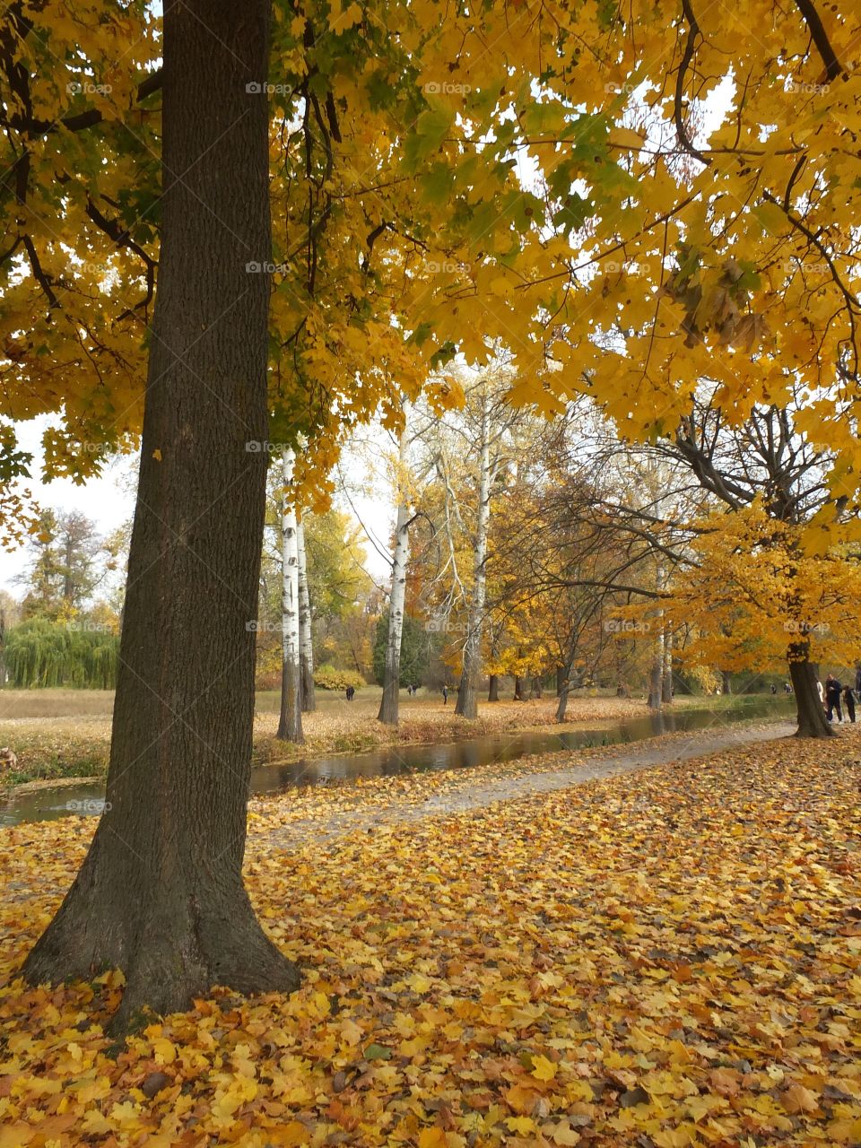 Autumn time. Yellow. Autumn trees