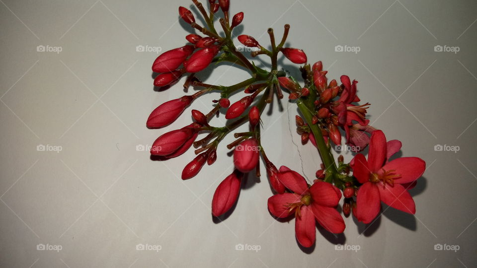 red colored flowers