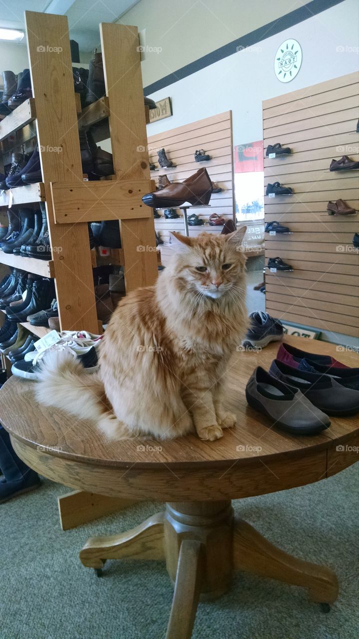 Shop cat