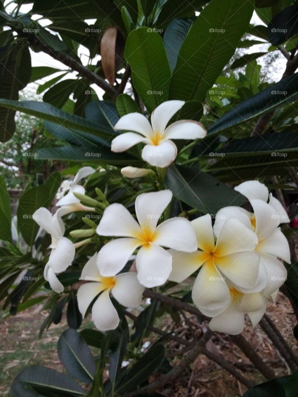 Temple Tree. White flowers