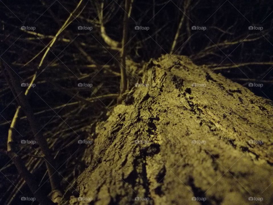 Tree dark