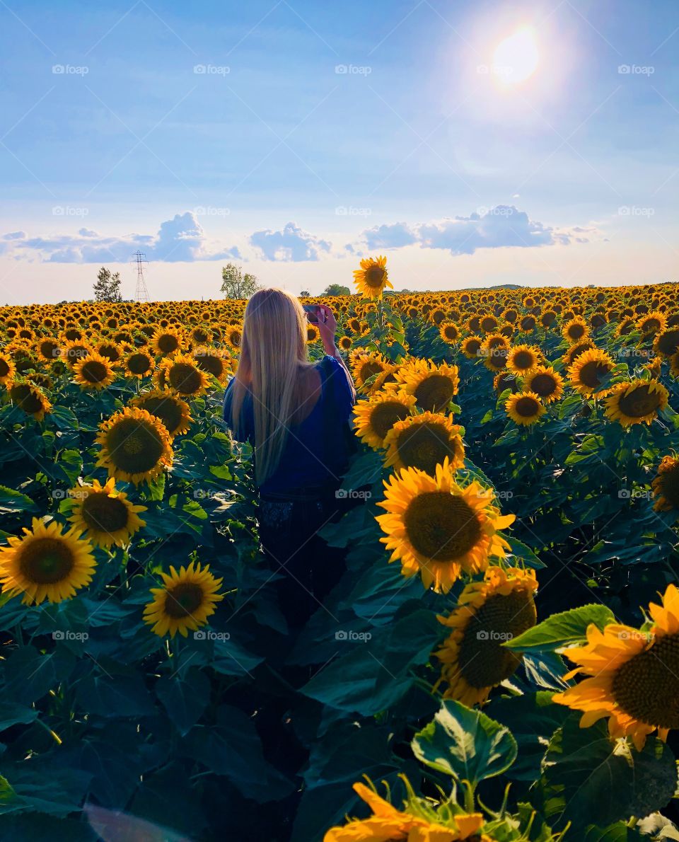 Sunflower field beauty 