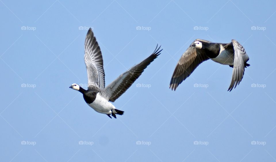 A pair of Barnacle geese