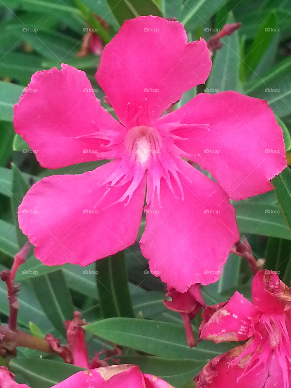 A beautiful pink flower here in Florida which I cannot remember the name of.