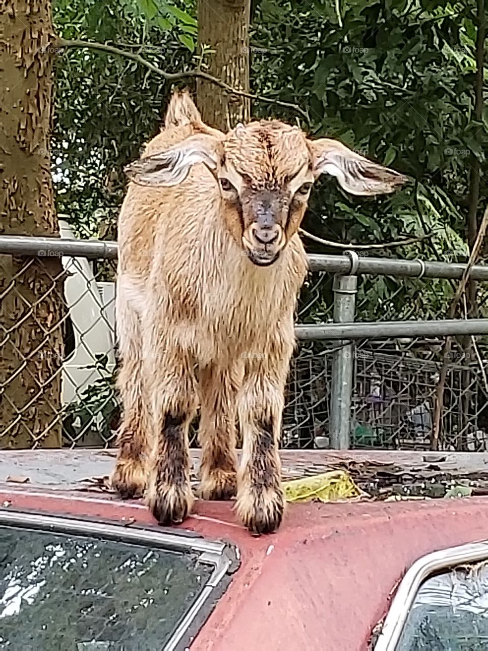 baby kid goat