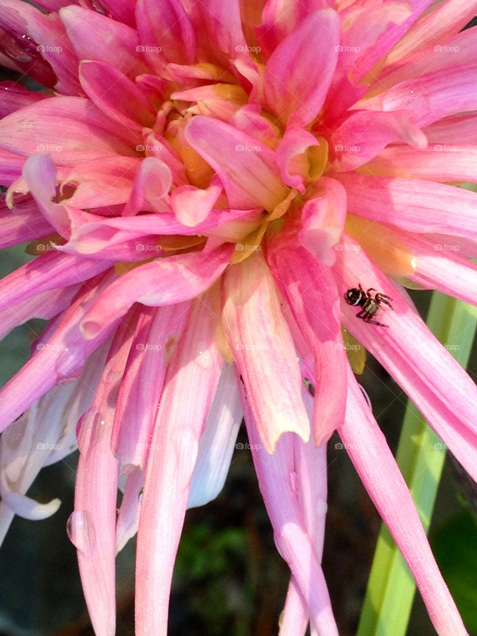 Chrysanthemum in bloom with spider on it!