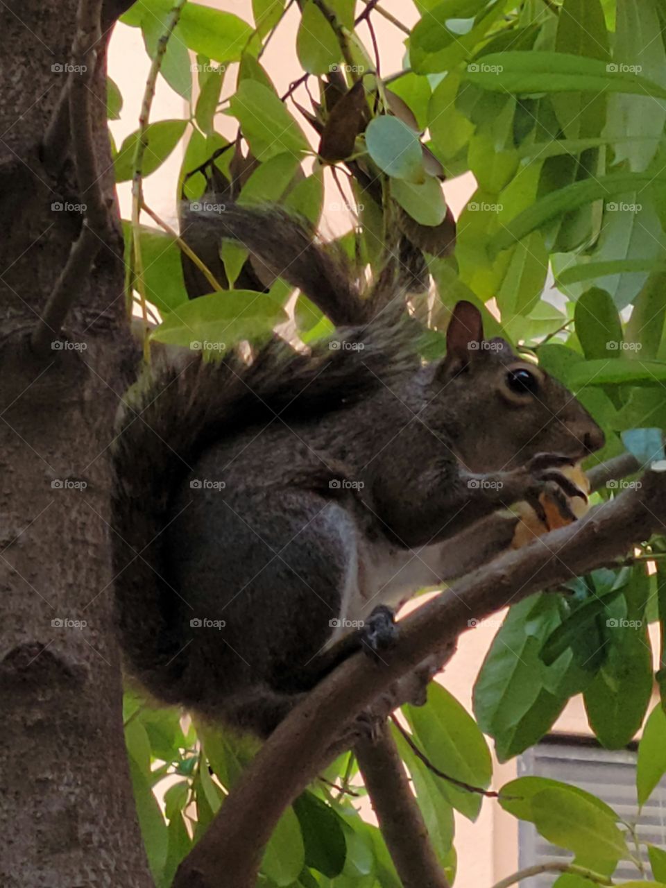 squirrel