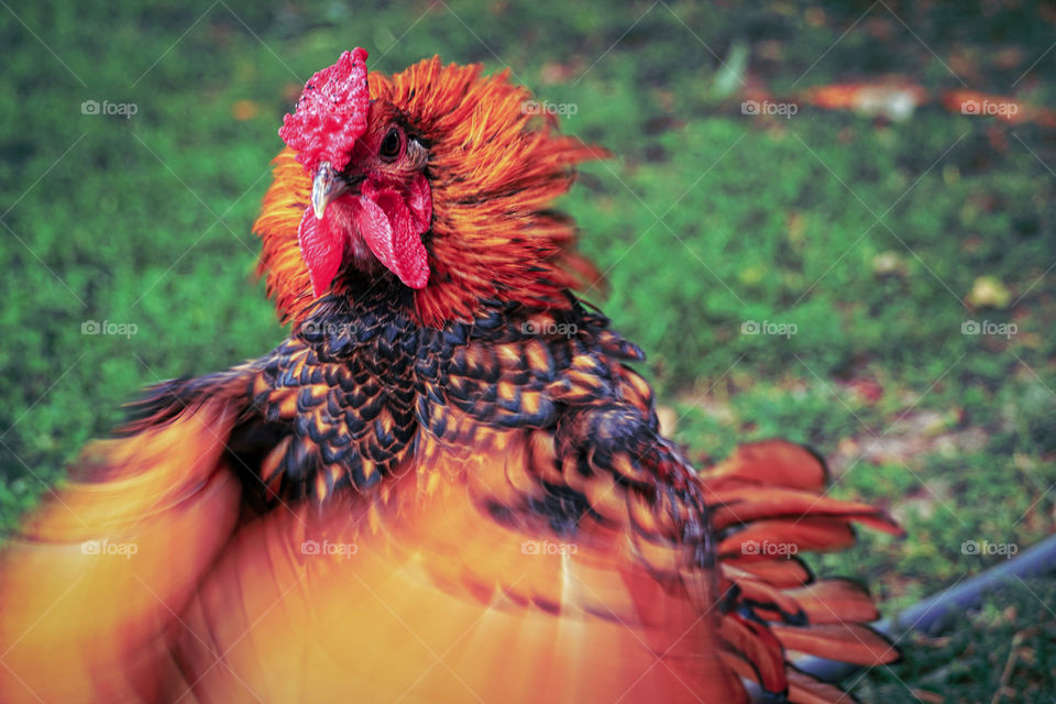 Red and orange dominant flapping rooster