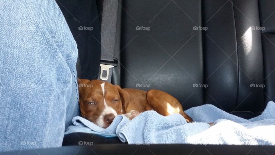 Puppy in a Car