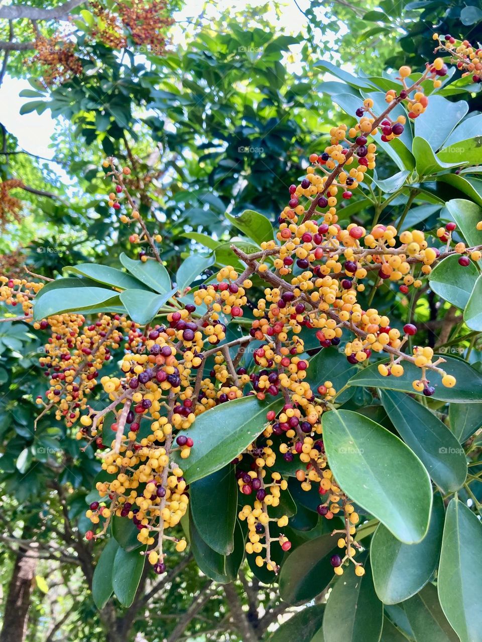 🇺🇸 This one is a cheflera (or if you prefer: “umbrella tree”). Nature always surprises us with its beauty… / 🇧🇷 Essa aqui é uma cheflera (ou se preferir: “árvore guarda-chuva”).  A natureza sempre nos surpreende com a sua beleza…