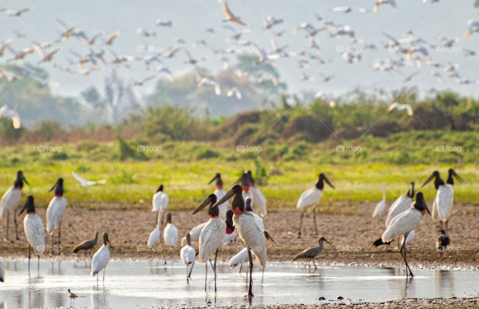 Revoada de aves (Pantanal MS)