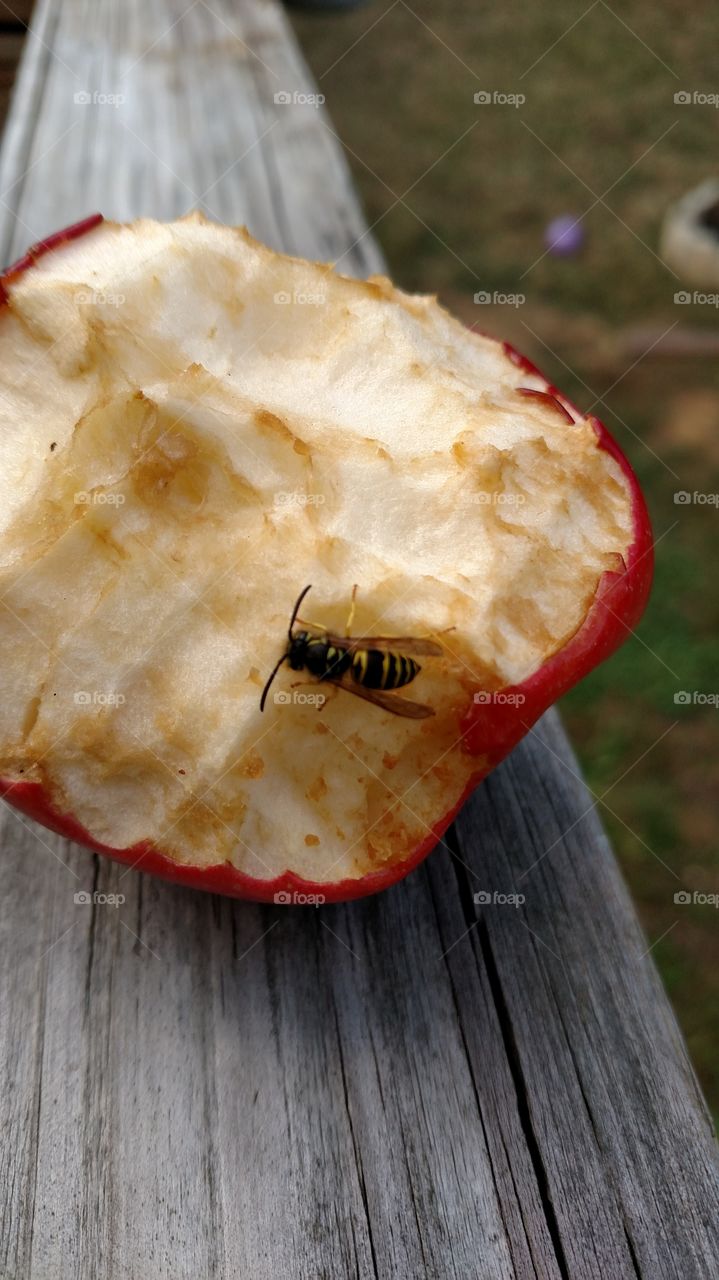 bee on an apple