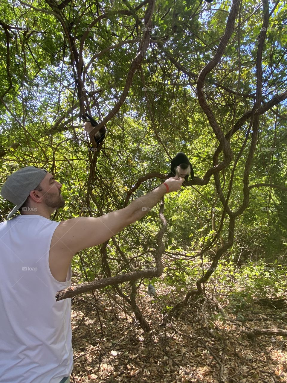 Feeding a monkey 