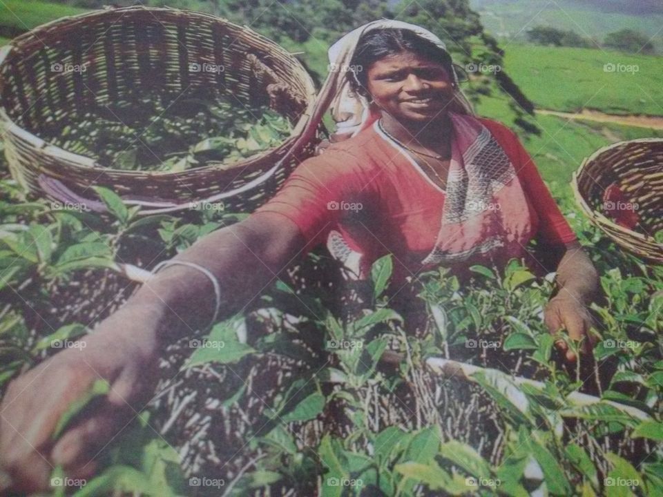 picking tea leaf