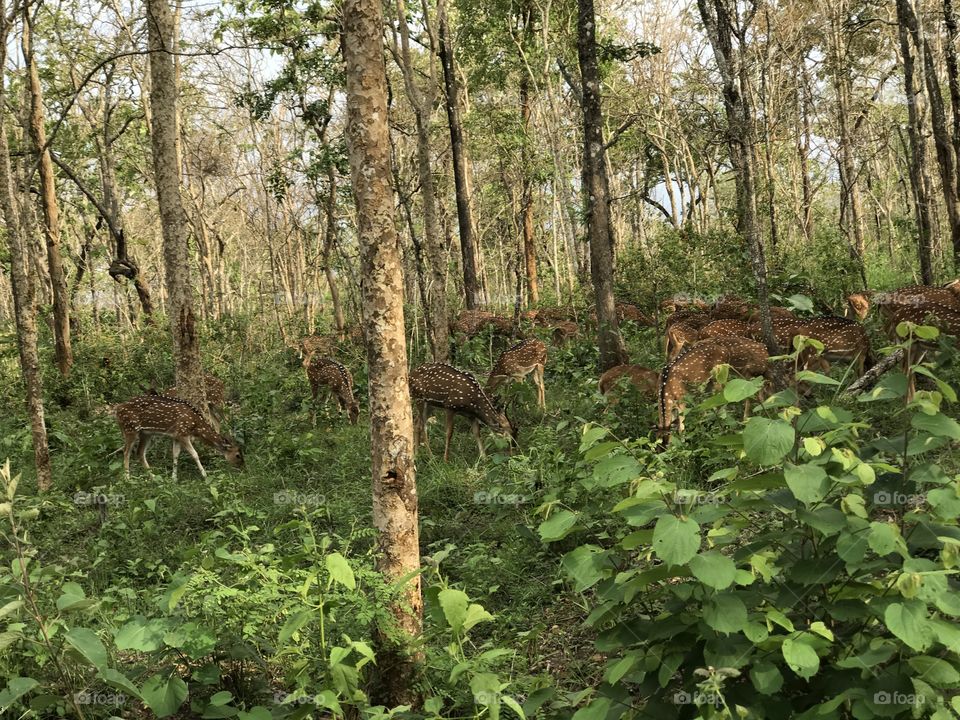 Travelling is all we need to leave away all the tensions and pressure behind us. Into the wildlife. Spotted these beautiful deers while travelling via a forest road. India.