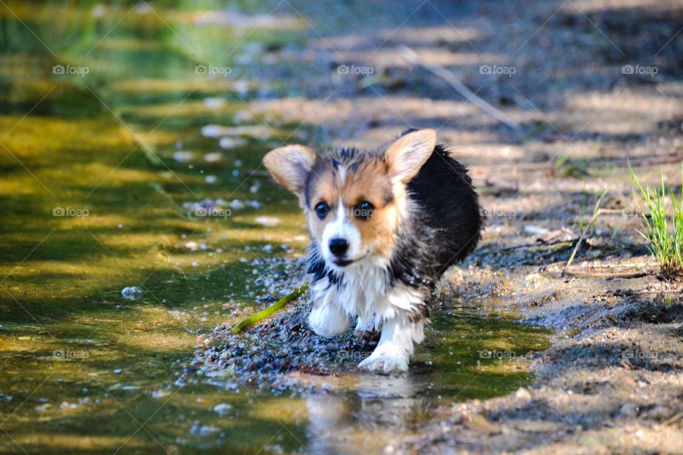 Little wet cutie. A welsh corgi pup running at the beach