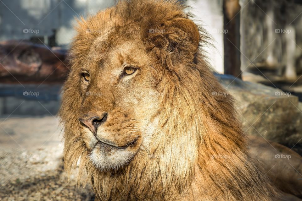 Close-up of lion