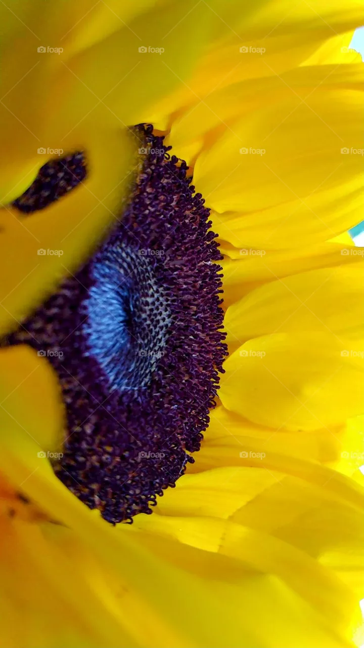 sunflower 🌻