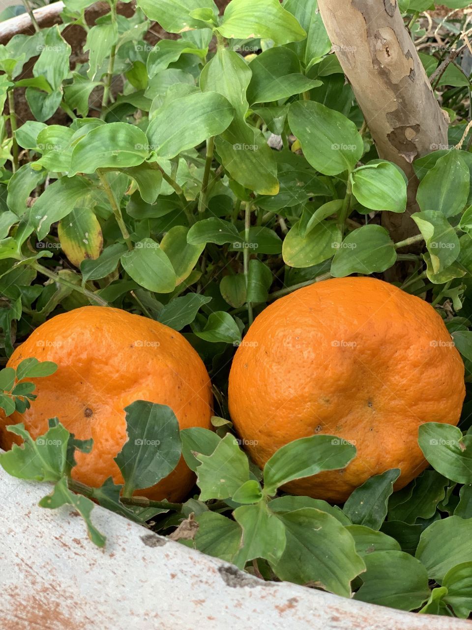 Tangerine fruit with nature 