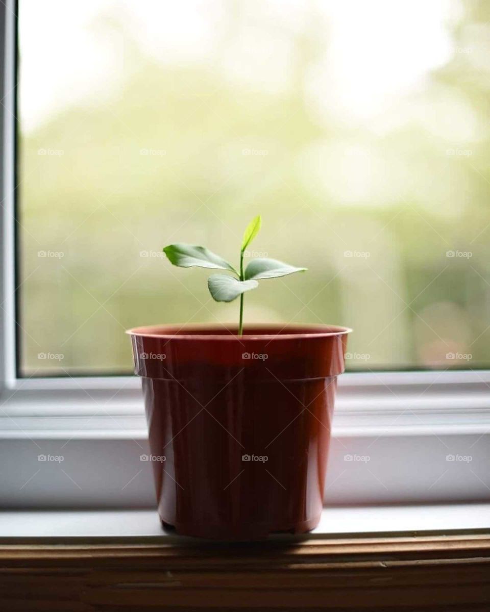 Baby lemon tree grown from a seed